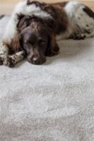 Billede af Fraster Taurus 1940 165 x 235 cm - Nougat  