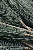 Billede af House Doctor Gren Pine Tree H: 97 cm - Natur OUTLET