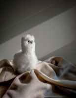 Billede af Elvang Teddy Alpaca - White