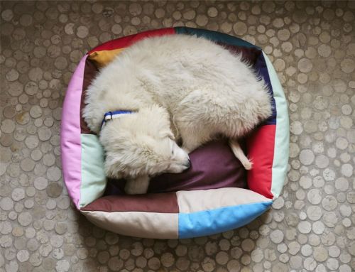 HAY Dog Bed Small 21x52x60 cm - Multi
