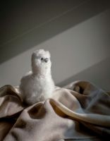 Billede af Elvang Teddy Alpaca - Brown