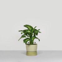 Billede af Ro Collection Two Tone Planter Floor Large Ø: 34 cm - Artichoke Green