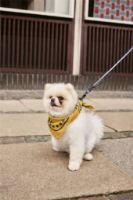 Billede af HAY Dogs Scarf 55x55 cm - Ochre