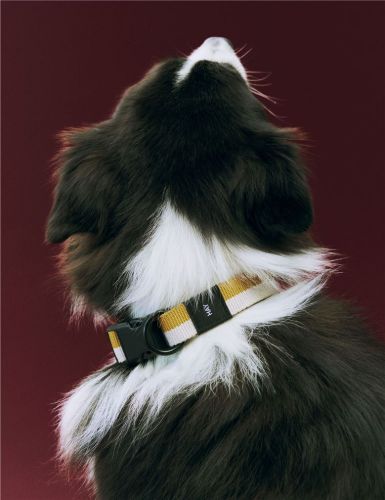 HAY Dogs Collar Flat M/L: 65 cm - Off-White/Ochre