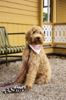 Billede af HAY Dogs Scarf 55x55 cm - Off-White 