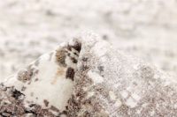 Billede af Rezas Seduction Gulvtæppe 240x170 cm - 040174 Ivory Black